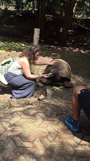 A person feeding a tortoise in a zoo enclosure. 3