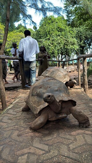 A group of tortoises in a zoo enclosure with visitors observing them. 2