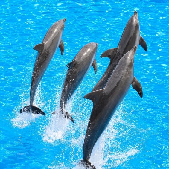 Three dolphins leaping out of a pool. 3