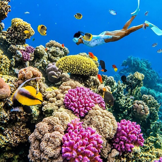 Picture 4 for Activity Zanzibar: Dolphins, Snorkeling, Sandbank & Tropical Fruits 4