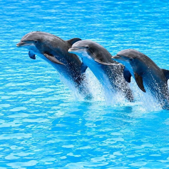 Zanzibar: Dolphins, Snorkeling, Sandbank & Tropical Fruits 1