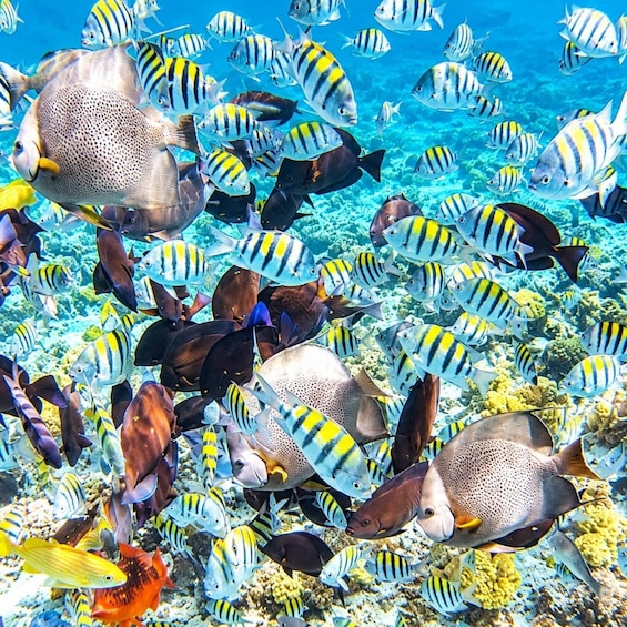 A vibrant underwater scene with a variety of fish, including yellow and black striped ones, and a large spotted fish. 3