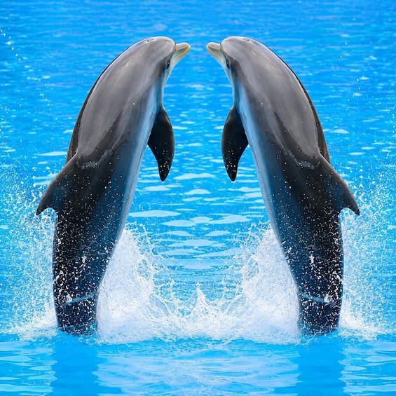 Picture 5 for Activity Zanzibar: Mnemba Dolphins & Snorkeling Experience+Entry Fees 2