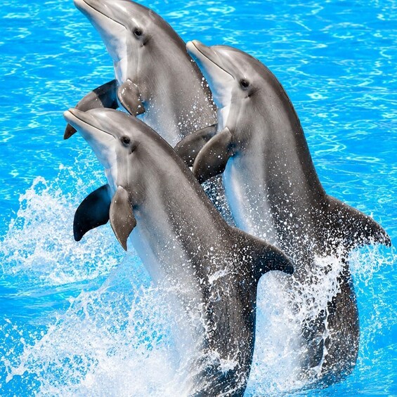 Three dolphins jumping out of a pool. 4