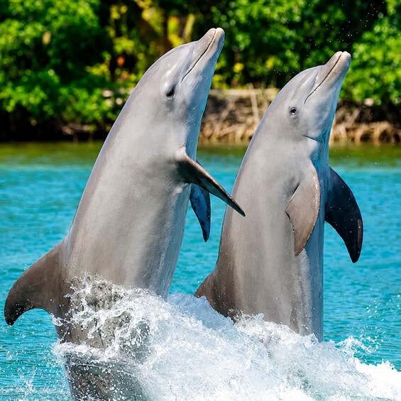 Picture 1 for Activity Zanzibar: Dolphins, Sandbank, Snorkeling & Tropical Fruits 3