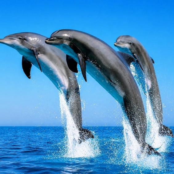 Zanzibar: Mnemba Dolphins & Snorkeling Experience+Entry Fees 1
