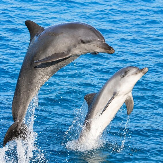 Zanzibar: Dolphins, Snorkeling, Sandbank & Tropical Fruits 1