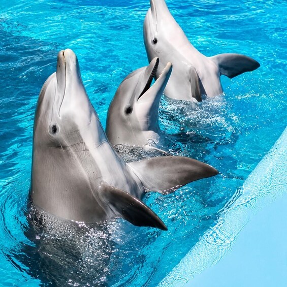 Three dolphins in a pool with clear blue water. 2
