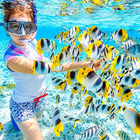 A person snorkeling surrounded by a school of yellow and black fish. 4