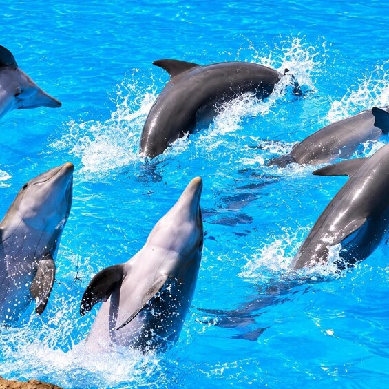 Picture 3 for Activity Dive into Paradise: Mnemba Dolphins & Crystal Clear Waters 3