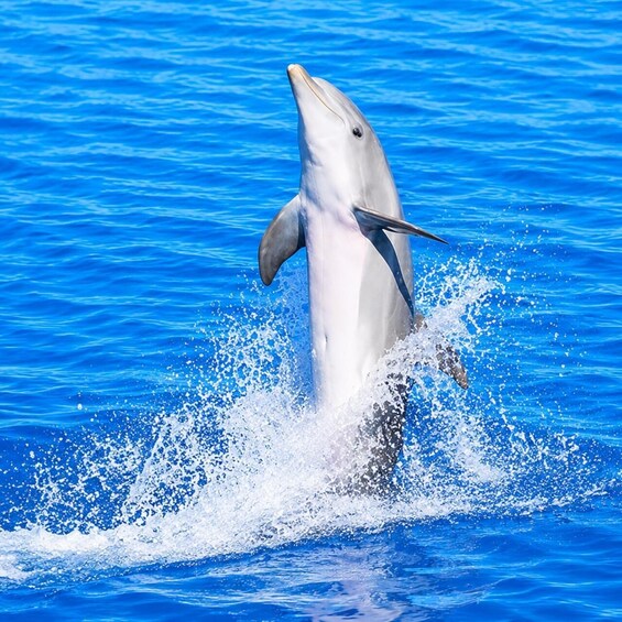 Picture 1 for Activity Dive into Paradise: Mnemba Dolphins & Crystal Clear Waters 5