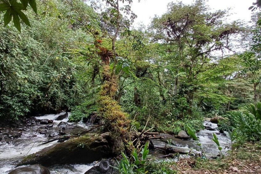 A forested area with a stream, a fallen tree, and lush greenery. 2