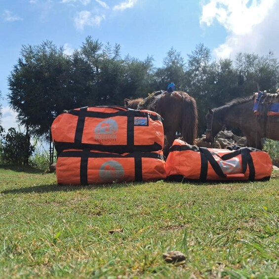 Orange bags with black straps on grass near trees and a horse. 3