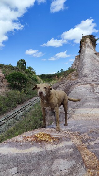A dog standing on a rocky terrain with a railway track and a large rock formation in the background. 5