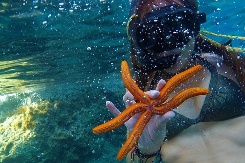 Une personne sous l’eau tenant une étoile de mer. 4