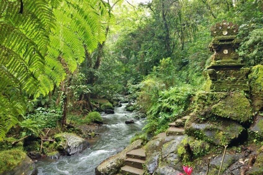 Real Bali Village Experience with Forest Walk & Water Cleansing 1 1