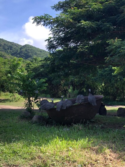 Picture 14 for Activity Hike St Kitts: Wingfield Rainforest and Romney Experience 1