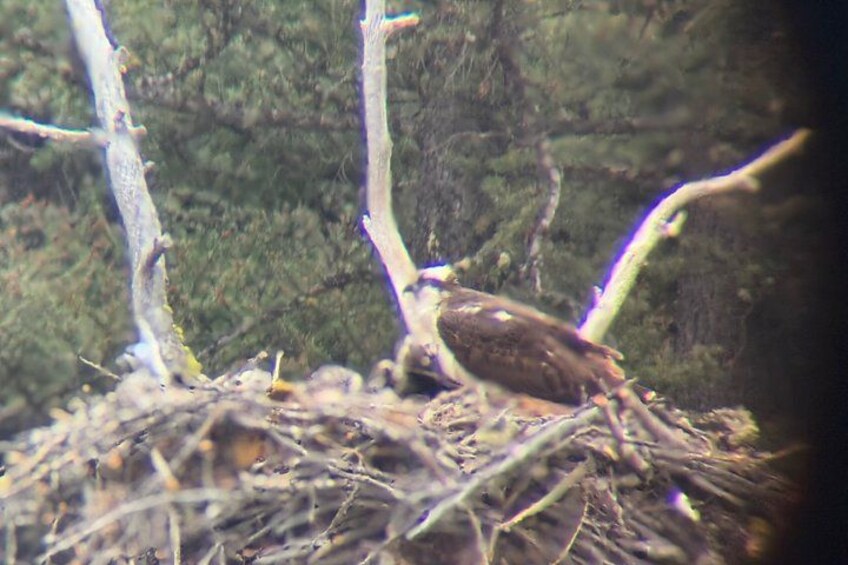 Osprey in Nest 4