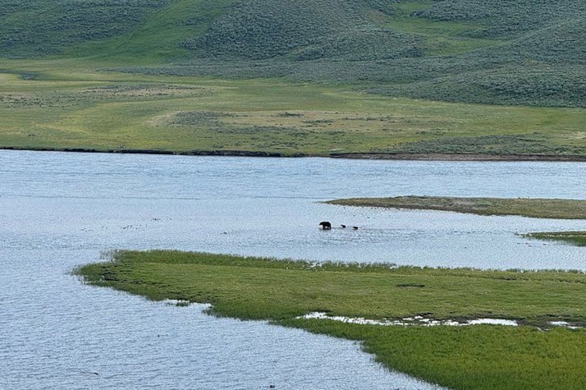 Mama Bear and two cubs crossing river, Hayden Valley 1