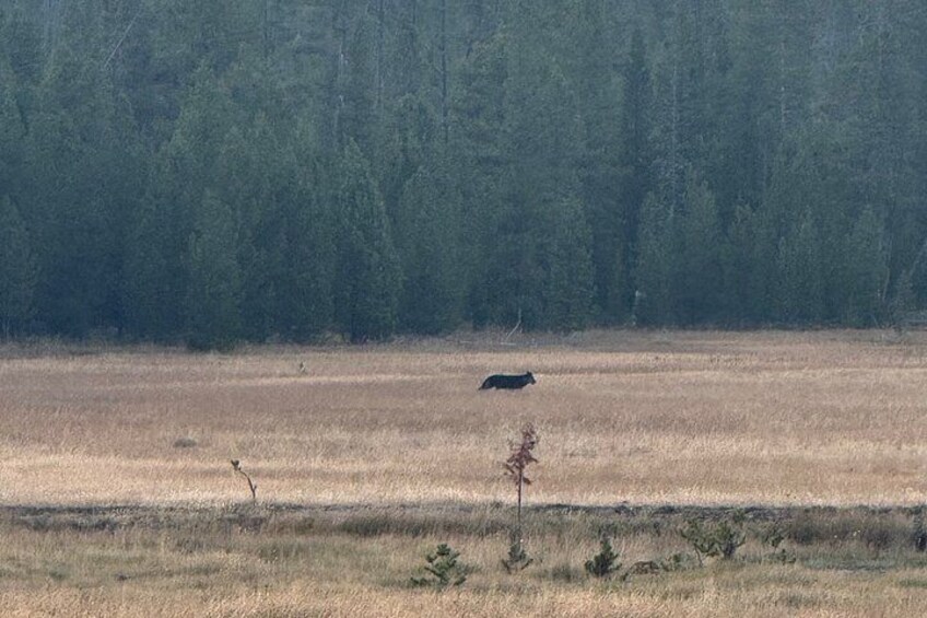 Black wolf, Wapiti Lake Pack 2