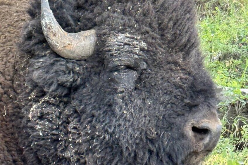 Bison Closeup 3