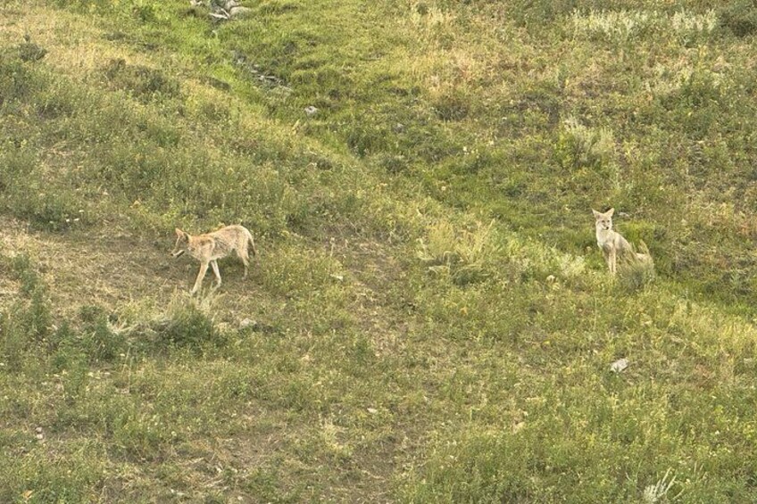 Two Coyotes 5