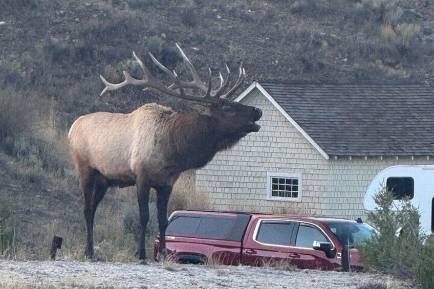 Bull Elk at Mammoth Hot Springs 2