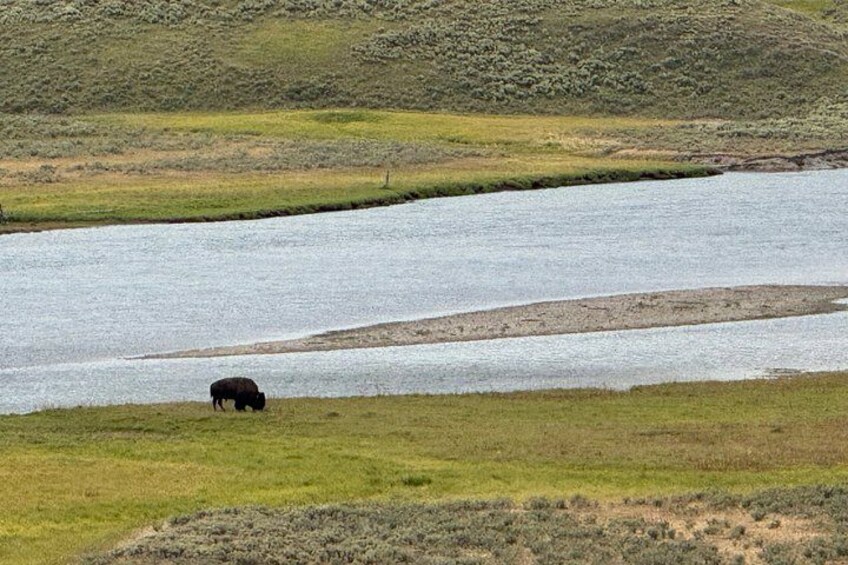 Bison Hayden Valley 3
