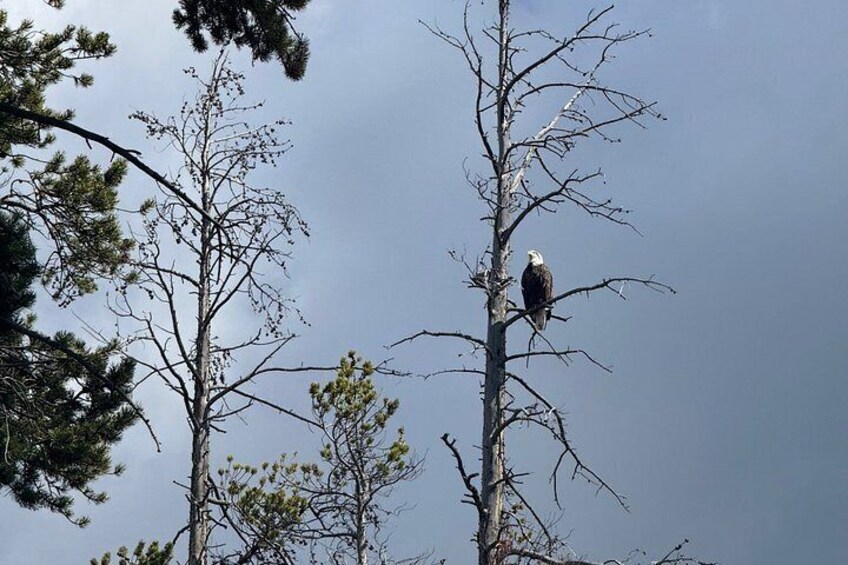 Bald Eagle over footpath 2