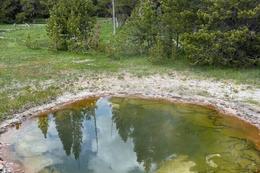 Ein natürlicher Teich, umgeben von Bäumen und Gras. 5