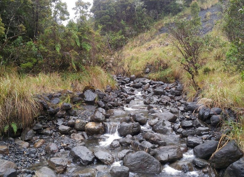 A rocky stream with water flowing over rocks, surrounded by dense vegetation and trees. 2