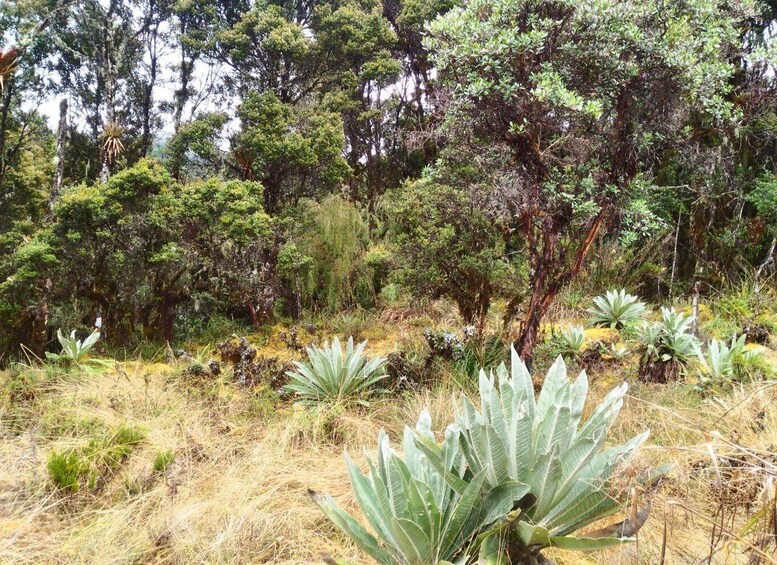 A natural landscape with a variety of trees and large agave plants in the foreground. 5