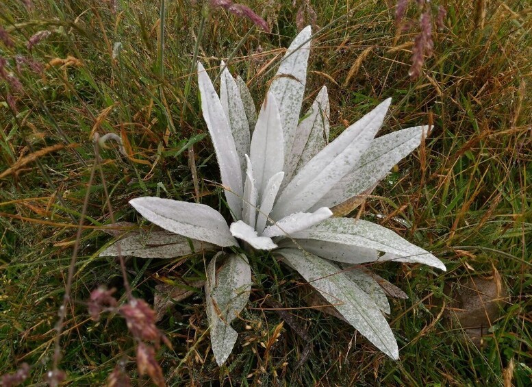 A plant with broad, white leaves in a grassy field. 4