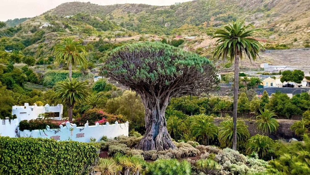 A large tree with a thick trunk and a wide canopy, surrounded by various shrubs and smaller trees in a landscaped garden. 4