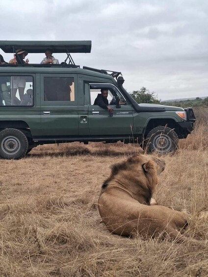 A safari vehicle with passengers and a lion in the foreground. 4