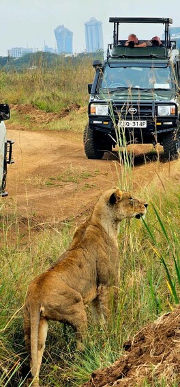 A lion standing in tall grass with a vehicle in the background. 3