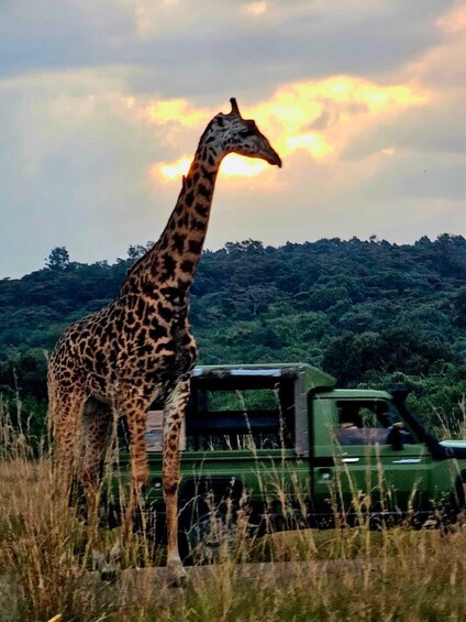 A giraffe standing next to a green vehicle in a grassy area with trees in the background. 5