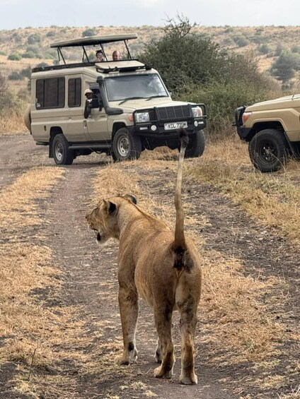 A lion walking on a dirt path with a vehicle in the background. 1