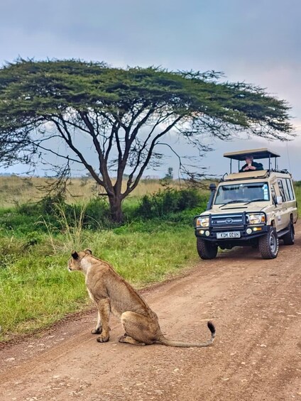 A lioness sitting on a dirt road with a safari vehicle in the background. 2