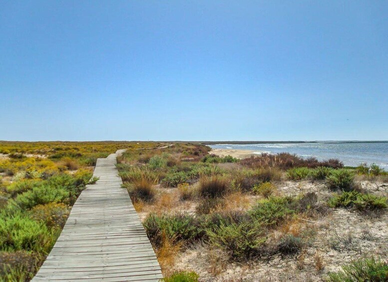 A wooden boardwalk leading to a beach with sparse vegetation. 2
