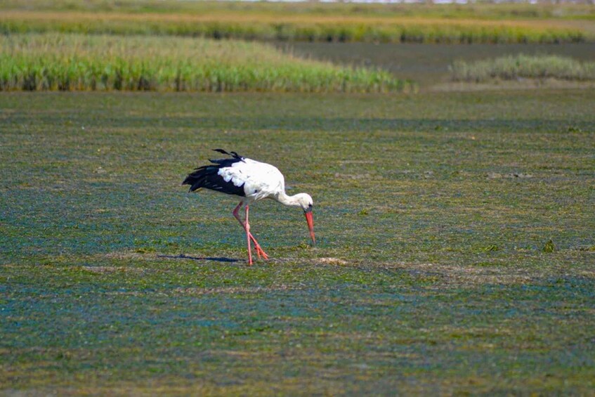 A stork standing in a field. 3