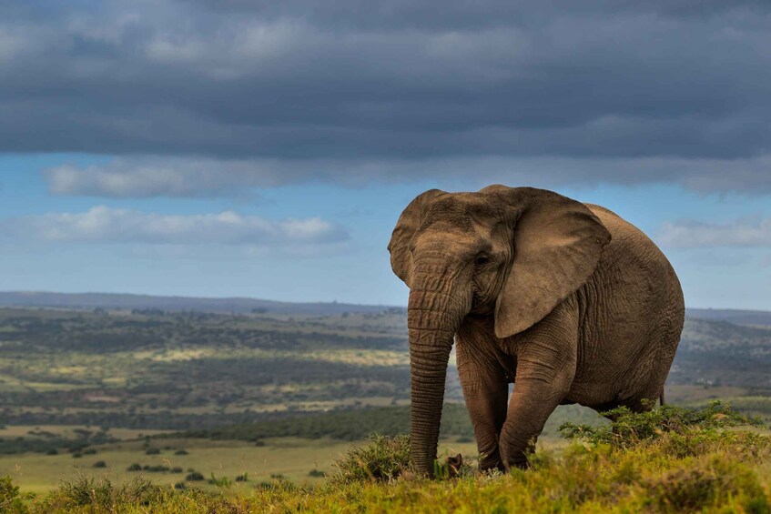 An elephant standing on a grassy hill with a vast landscape in the background. 5