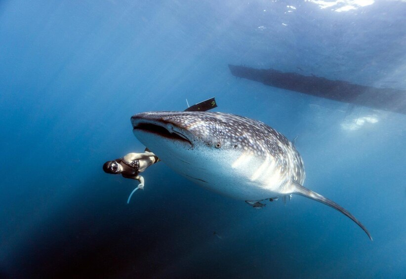 Picture 7 for Activity Sumbawa Besar: Whale Shark Snorkeling with Breakfast 1