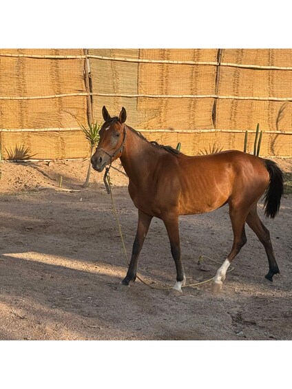 A brown horse with a white leg standing in a fenced area with a sandy ground. 5