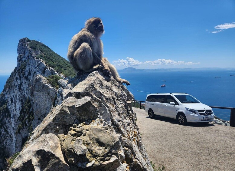 A monkey sitting on a rocky outcrop with a white car parked below and a view of the sea and boats in the distance. 3