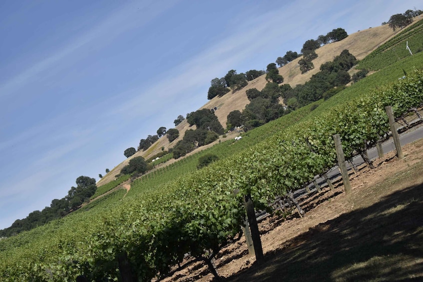 Picture 7 for Activity Amador County Wine Tasting Tour Private Tour 2