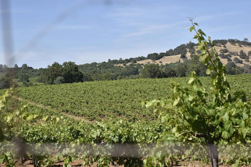 Amador County Wine Tasting Tour Private Tour 1