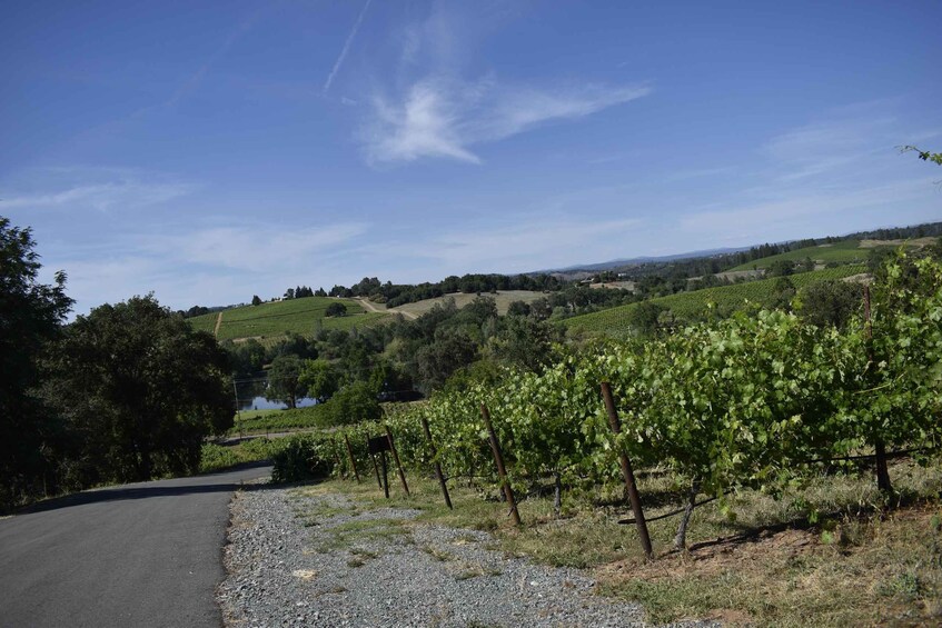Picture 4 for Activity Amador County Wine Tasting Tour Private Tour 5