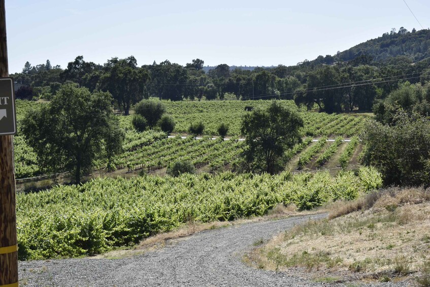 Picture 5 for Activity Amador County Wine Tasting Tour Private Tour 3