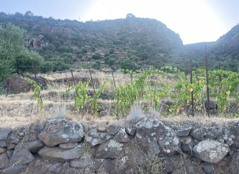 Picture 2 for Activity Filicudi: Wine Trekking and Tasting in Vigna Eroica 5